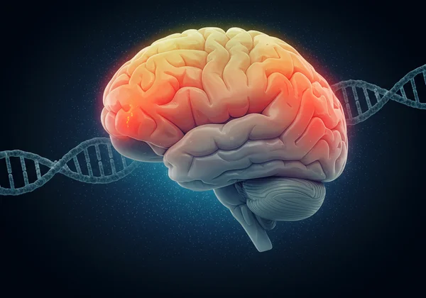 Brain structure and genetic predispositions linked to narcissism